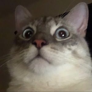 Meet your Posher, Grilled